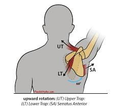 Upward Scapula Rotator Muscles